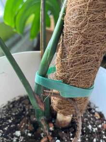 10米可重複使用可調節植物紮帶，加厚耐用植物支撐帶，自黏式植物固定膠帶，多用途園藝工具，適用於室內外使用，適合番茄藤、蔬菜、攀緣植物、花卉與灌木 - 多款式 - 查看 5