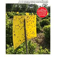 20 Double-Sided, Yellow Insect Traps For Greenhouses And Gardens, 20 X 25 Cm - Double-sided Sticky Insect Traps (1 Sheet, 20*25cm) * 20 - View 1