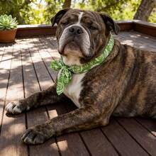 Hundekühlschals atmungsaktiver wiederverwendbarer Sommerkühlschals, verstellbar für verschiedene Hunderrassen und Größen, geeignet für Outdoor-Aktivitäten, mittlere Hunde können ihn mit Bändern tragen, handwaschbares Kühlzubehör - Grün - Übersicht 3