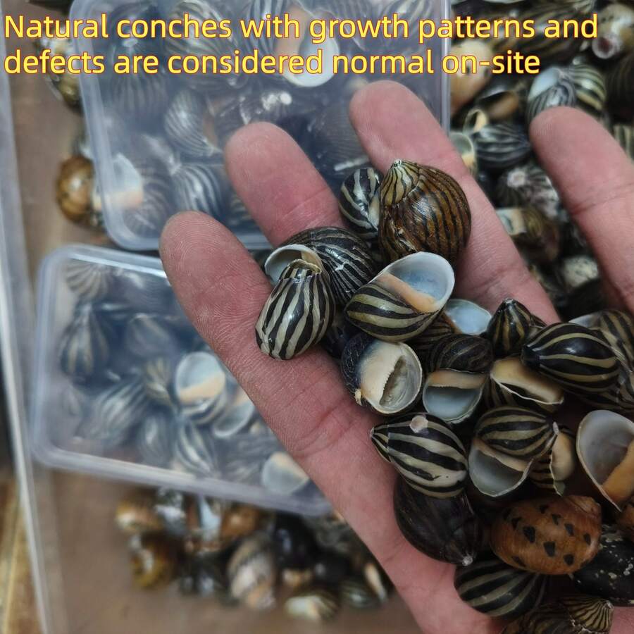 1 Box Grey & Black Zebra Striped Conch Shells - Ocean Themed Handmade Project Materials, Home Party Decor, Mini Crab Replacement Shells Fish Tank Decoration - Set - View 1