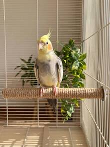 Parrot Natural Hemp Rope Wrapped Solid Wood Perch, Minimalist 5-Size Cage Clip Quick Install, Anti-Slip Grip Resting Foot Care Perch For All Parrot Sizes - View 9