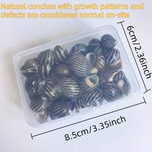 1 Box Grey & Black Zebra Striped Conch Shells - Ocean Themed Handmade Project Materials, Home Party Decor, Mini Crab Replacement Shells Fish Tank Decoration - Set - View 2