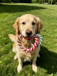 Cute Heart-Shaped Dog Rope Toy, Durable Tug Rope Toy Suitable For Large Dogs Golden Retriever, Puppy Interactive Teething Chewing Toy, Valentine's Day Pet Gift - Multicolor - View 4