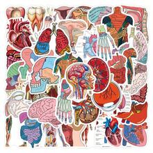 51pcs Human Anatomy Stickers, Doctor Theme, Suitable For Decorating Water Bottles, Laptops, Phones, Skateboards, Scrapbooks, Journals, Etc., Great Gift School Supplies - A - View 1