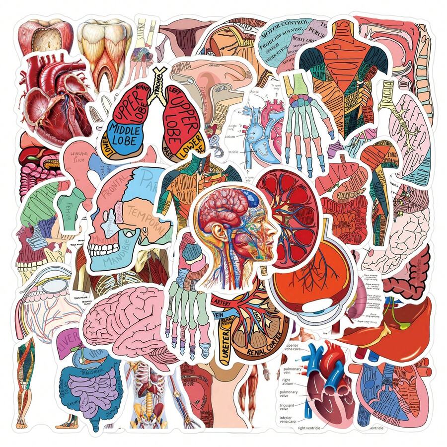 51pcs Human Anatomy Stickers, Doctor Theme, Suitable For Decorating Water Bottles, Laptops, Phones, Skateboards, Scrapbooks, Journals, Etc., Great Gift School Supplies - A - View 1