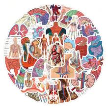 51pcs Human Anatomy Stickers, Doctor Theme, Suitable For Decorating Water Bottles, Laptops, Phones, Skateboards, Scrapbooks, Journals, Etc., Great Gift School Supplies - A - View 4
