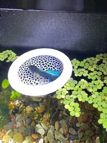 1pc 3D Printed PLA Material Betta Fish Resting Floating Bed, Mini Cave And Fish Hammock, Small Fish Feeding Ring, Aquarium Mesh Decorative Accessory - A - View 9