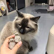6pcs Cat Pendant, Cat Fur Memorial Box Set With Cute Face Design, Perfect For Storing Pet Fur, Comes With Hanging Ring, DIY Memorial Pendant Gift, Suitable For Cat Lovers And Those Mourning Deceased Pets, Storage Can, Small Storage Can - Transparent - View 4