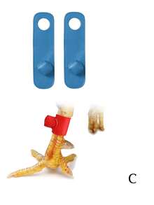 2pcs Blue And Red Rooster Leg Bands, Chicken Shoes, Rooster Spur Protectors, Suitable For Spur Protection, Rooster Protection, Rooster, Chicken Saddle - Multiple Styles - View 13