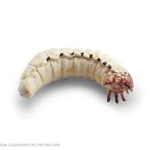 Realistic Worm Model Toy, Butterfly , Mantis, Beetle Model, Insect Enthusiast, Garden Scene Building Decoration Model Ornament, Gift - 彩色 - 查看 8