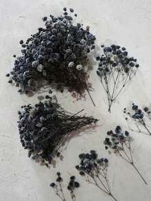 Black Baby's Breath