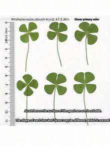 5pcs Lucky Four-Leaf Clover Postcards - Natural Transparent Wish Cards, Ideal For Bookmarks And Decoration, Perfect Holiday Gift, Unique Four-Leaf Clover Shape - Multicolor - View 6