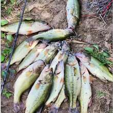 Bit-Resistant Sea Urchin Soft Bait | An Essential Tool For Bass Fishing. Floating Sea Urchin Bait: Withstands Every Bite, Catching More Bass. Extreme Durability + Irresistible Action: Your New Top Choice For Bass Bait. - Dark Green - View 7