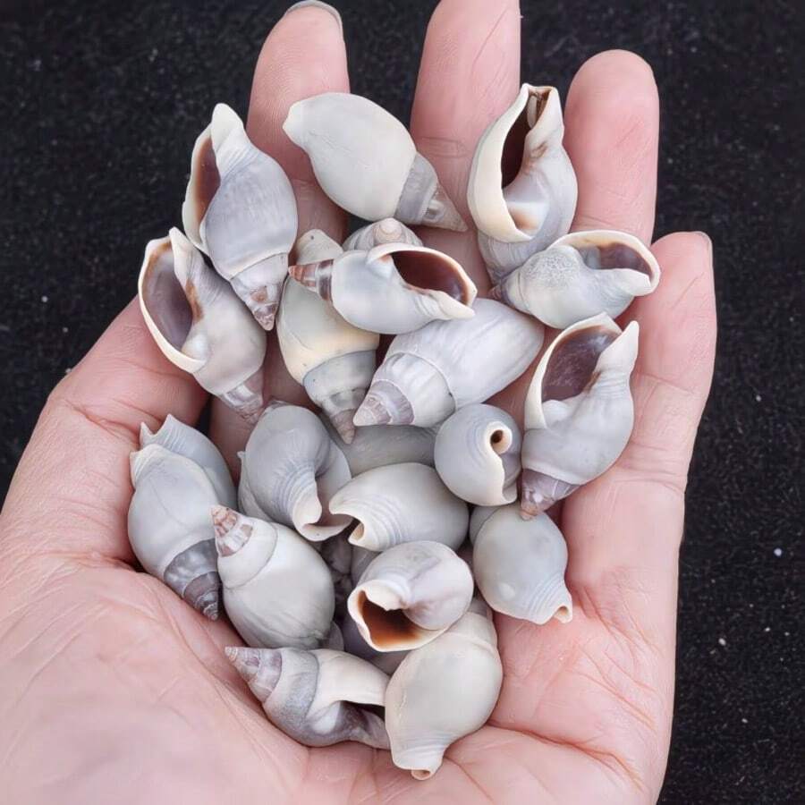 灰色海螺殼 | 藍腹編織海螺殼 - 適用於貝殼風鈴、居家懸掛裝飾、魚缸水族景觀裝飾、海洋主題派對裝飾、手工愛好者節日裝飾 - 套裝 - 查看 1