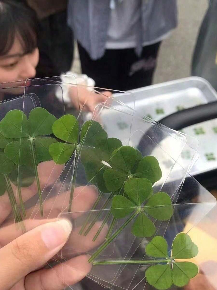 5pcs Lucky Four-Leaf Clover Postcards - Natural Transparent Wish Cards, Ideal For Bookmarks And Decoration, Perfect Holiday Gift, Unique Four-Leaf Clover Shape - Multicolor - View 1