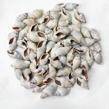 灰色海螺殼 | 藍腹編織海螺殼 - 適用於貝殼風鈴、居家懸掛裝飾、魚缸水族景觀裝飾、海洋主題派對裝飾、手工愛好者節日裝飾 - 套裝 - 查看 2