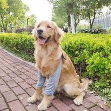 Medium To Large Dog Post-Surgery Recovery Protective Suit, Gray XL, With Elastic Band Front Leg Sleeves, Soft Elbow Support, Elizabeth Collar Alternative, Prevents Licking Leg Wounds, Enhanced Support, Suitable For Injuries And Hip Dysplasia - Multicolor - View 1