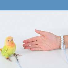 Soft Elastic Bird Flying Training Leash With Anti-Lost Foot Ring, Adjustable Lightweight Parrot Harness Rope With Coil Wrist Band, Outdoor Training Walking Lead For Small Medium Birds Cockatiel Budgie Conure - 1pc Training Hoop - View 6