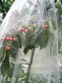 Extra Large Zippered Drawstring Fruit Tree Protection Bag, Breathable Gardening Fruit Protective Net Bag, Reusable Bird And Insect Proof Fruit Protection Cover, Durable Plant Fruit Isolation Cover, Outdoor Orchard Planting Protection Net Bag, Essential Fruit Protection Cover For Gardening Enthusiasts, Multi-Functional Fruit Wrapping Storage Bag, Compatible With Apples, Peaches, Oranges, Grapes, Cherries, Mangoes, Farm, Yard, Patio, Garden Planting Supplies, Fruit Isolation Bag, Tightening Fruit Protection Cover For Home And Fruit Farmers - Multicolor - View 6