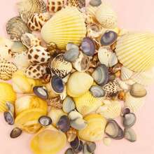 100pcs/200pcs, Conchas & Caracoles de Color Claro Surtidos [Se Añadirán Piezas Extra para Compensar Posibles Daños de Envío, Por Favor Comprenda], Decoración de Acuario & Tanque de Peces, Fabricación de Joyas DIY, Decoración de Tanque de Peces, Decoración de Baño, Velas para Fiestas, Decoración de Bodas, Proyectos de Artesanía, Fabricación de Campanas de Viento DIY, Collares, Pulseras y Aretes, Estilo de Playa Oceánica, Decoración de Pared - Colocar - Ver 5