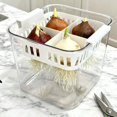 Transparent Divided Hydroponic Flower Pots For Tulips And Lilies, Household Breathable Containers With Planting Baskets