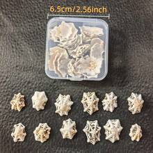 1盒約30g或1盒約60g海洋帽貝殼,適用於DIY珠寶製作、魚缸浴室家居裝飾、派對蠟燭婚禮裝飾、手工藝品 - 套裝 - 查看 10