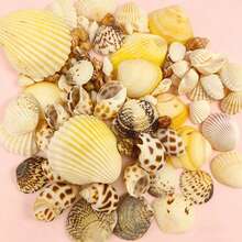 100pcs/200pcs, Conchas & Caracoles de Color Claro Surtidos [Se Añadirán Piezas Extra para Compensar Posibles Daños de Envío, Por Favor Comprenda], Decoración de Acuario & Tanque de Peces, Fabricación de Joyas DIY, Decoración de Tanque de Peces, Decoración de Baño, Velas para Fiestas, Decoración de Bodas, Proyectos de Artesanía, Fabricación de Campanas de Viento DIY, Collares, Pulseras y Aretes, Estilo de Playa Oceánica, Decoración de Pared - Colocar - Ver 7