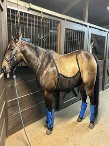 1件裝馬用腹部防蟲咬與防交配護罩，47英吋黑色聚酯纖維腹帶，防刮網布，可調節式肩帶，提供從胸部到側腹的額外防蟲咬保護，透氣耐用，馬匹用品 - 彩色 - 查看 5
