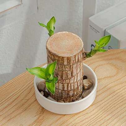 White Round Plastic Plant Tray, Hydroponic Plant Water Storage Saucer, Desktop Small Greenery Base Holder Fit For Brazilian Wood