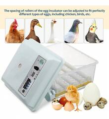 Egg Handling Supplies - US A Type Plug(110-127V) - View 4