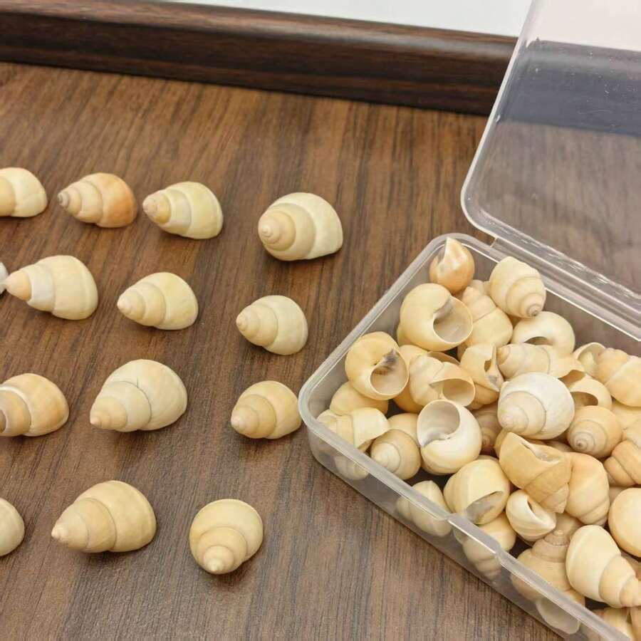 1盒蝸牛殼－適用於貝殼風鈴、居家吊飾、魚缸水族景觀裝飾、海洋主題派對裝飾、手工藝愛好者節日裝飾、派對香氛蠟燭、萬聖節禮物