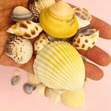 100pcs/200pcs, Conchas & Caracoles de Color Claro Surtidos [Se Añadirán Piezas Extra para Compensar Posibles Daños de Envío, Por Favor Comprenda], Decoración de Acuario & Tanque de Peces, Fabricación de Joyas DIY, Decoración de Tanque de Peces, Decoración de Baño, Velas para Fiestas, Decoración de Bodas, Proyectos de Artesanía, Fabricación de Campanas de Viento DIY, Collares, Pulseras y Aretes, Estilo de Playa Oceánica, Decoración de Pared - Colocar - Ver 3