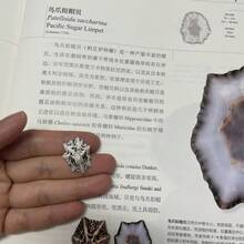 1盒約30g或1盒約60g海洋帽貝殼,適用於DIY珠寶製作、魚缸浴室家居裝飾、派對蠟燭婚禮裝飾、手工藝品 - 套裝 - 查看 7