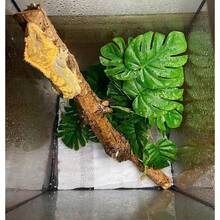 Artificial Tropical Rainforest Plants For Reptiles, Pet Reptile Terrarium Plants Decoration, Suction Cup Installation, Glass Container Reptile Plants Decoration, Pet Reptile Habitat Plants, Lizard, Crested Gecko, Bearded Dragon, Snake, Horned Frog, Snail, Insect Terrarium Decoration - View 7