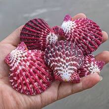 1件/2件 油畫扇貝殼－紅色配白色與紫色扇形海螺殼，可用於家居裝飾雕像擺件、水族魚缸裝飾、攝影道具，獨特海洋收藏品，優雅紅紫色天然貝殼，隨機顏色與花紋 - 套裝 - 查看 6