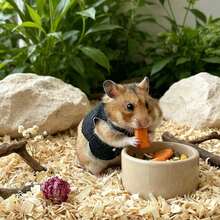 1/2/4pcs-Hamster Vest-A Cute, Mini Vest Designed Specifically For Small Animals Like Hamsters And Guinea Pigs. Features Metal Buckles; Serves As A Photo Prop; Adjustable. Small Pet Supplies And Apparel. - Multicolor - View 9
