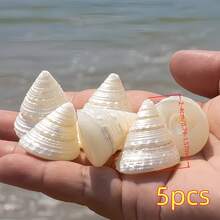 1個或5個獨特珍珠光澤小銀色蝸牛殼，收藏級貝殼海螺框架，魚缸水族造景家居裝飾，科學教育珍珠貝殼裝飾高級產品 - 套裝 - 查看 8