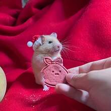 Handmade Knitted Christmas Hat For Hamsters And Small Pets - Add A Special Christmas Touch To Your Pet's Look, Christmas Gift For Small Pets - Multicolor - View 8