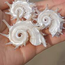 1 Or 2 Seashells, Silver Seahorse, Spiky Snail, Crab Shell, Curved Fish Shell, Fish Shell Replacement Parts, Home Aquarium, Fish Tank, Landscape Home Decor, Home Ornament, Aquarium Ornament, Home Aquarium Ornament, Home Decor - Set - View 6
