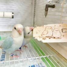 天然輕木鸚鵡啃咬玩具附金屬夾，互動式鳥籠吊掛玩具，適合情侶鳥、小葵花鸚鵡，木製撕碎娛樂玩具 - 查看 6