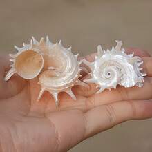 1 Or 2 Seashells, Silver Seahorse, Spiky Snail, Crab Shell, Curved Fish Shell, Fish Shell Replacement Parts, Home Aquarium, Fish Tank, Landscape Home Decor, Home Ornament, Aquarium Ornament, Home Aquarium Ornament, Home Decor - Set - View 7