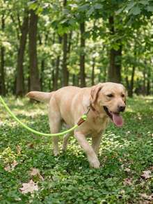 This Dog Leash Features A Stylish And Minimalist Design, With Hand-Stitched PU Leather Edges Decorated With Fluorescent Yellow Stitching, Durable And Resistant To Breakage And Impact, Suitable For Small, Medium And Large Dogs For Walking And Leading - Yellow - View 2