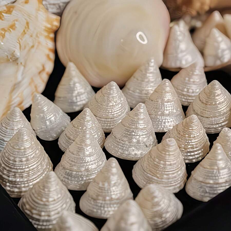 1個或5個獨特珍珠光澤小銀色蝸牛殼，收藏級貝殼海螺框架，魚缸水族造景家居裝飾，科學教育珍珠貝殼裝飾高級產品 - 套裝 - 查看 1