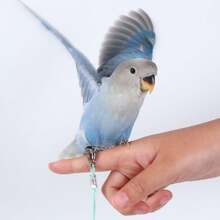 Budgerigar Bird Flight Leash, Elastic Anti-Tangle Design, Outdoor Bird Walking Flight Rope, Suitable For Cockatiel, Budgie And Other Small Birds, Pet Bird Leg Chain Leash For Outdoor Flight - A+B - View 5
