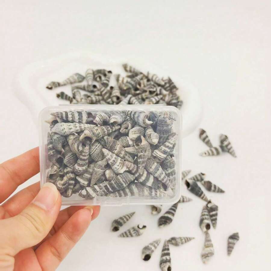 1盒小螃蟹護貝蝸牛（黑甲蝸牛）天然貝殼－黑白條紋顆粒紋理貝殼－適用於裝飾珠飾、珠寶製作、水族裝飾、家居裝飾、手工藝品、展現自然美感－完美適合DIY項目與貝殼收藏、紋理貝殼設計、資深收藏家獨特貝殼－手工樹脂、微景觀、許願瓶填充、貝殼拼貼、多肉表面、水族造景