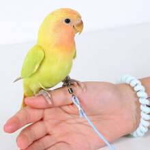 Budgerigar Bird Flight Leash, Elastic Anti-Tangle Design, Outdoor Bird Walking Flight Rope, Suitable For Cockatiel, Budgie And Other Small Birds, Pet Bird Leg Chain Leash For Outdoor Flight - A+B - View 4