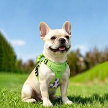 Dog Harness Harness For Small Dogs No Pull Dog Vest Harness For Small Dog With Soft Padded Handle For Outdoor Training - Multicolor - View 8