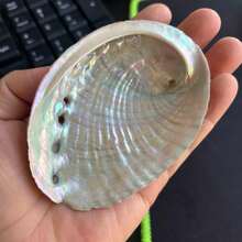 1pc 2.7-5.54 Inch Large Abalone Shell, Abalone Shell Incense Burner, Can Be Used For Burning Sage, Home Decor, Room Decor, Also Suitable For Yoga Studio, Camping, Garden, Patio, Classic Candlelight Dinner Prop, Decorative Gift, Birthday Graduation Gift - Multicolor - View 13