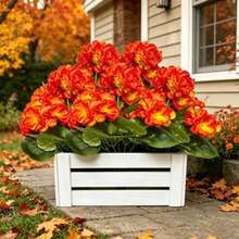 5pcs Outdoor Autumn Orange Geranium - Featuring Vibrant Autumn Orange Flowers And Green Leaves, Perfect For Indoor And Outdoor Decoration, Garden, Patio, Home Center Decor, Wedding And Engagement Occasions, Artificial Outdoor Flowers, Wedding Decoration, Vibrant Floral Arrangement, Realistic Petal Design, Decorative Foliage, Durable Plastic Flowers, Simulated Floral Display, Event Planner - Multiple Styles - View 1