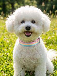 1pc Nylon Rainbow Color Pet Collar, Suitable For Small Dogs All Seasons - Multicolor - View 2